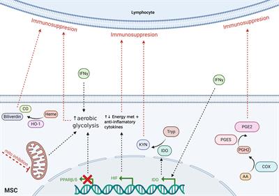 Key Metabolic Pathways in MSC-Mediated Immunomodulation: Implications for the Prophylaxis and Treatment of Graft Versus Host Disease